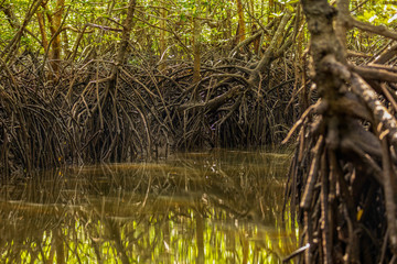 Kilim Geoforest Park, Langkawi, Malaysia