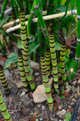jeunes pousses de prêle des champs en plant rapproché