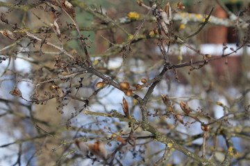 live return to trees