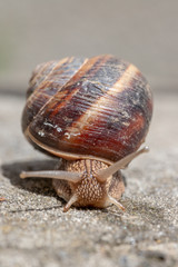 Big snail in shell crawling on road, summer day. Slug close up