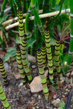 jeunes pousses de pr&ecirc;le des champs en plant rapproch&eacute;