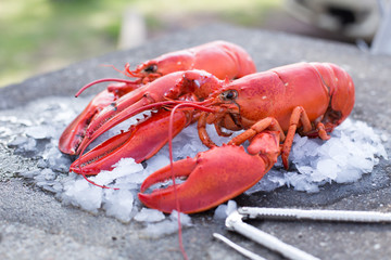 Cracking a boiled red lobster on a concrete table