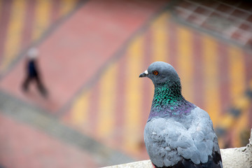 Pigeon Sentry