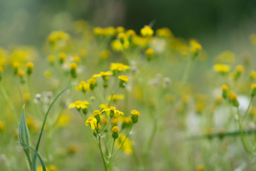 Beautiful yellow wild flowers on a background of green grass. Selective focus. Early morning. Dawn. Fog.