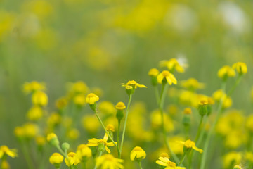 Beautiful yellow wild flowers on a background of green grass. Selective focus. Early morning. Dawn. Fog.