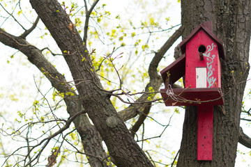 tree house for birds on the tree, birdhouse from the tree for wintering birds