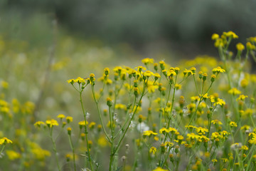 Obraz premium Beautiful yellow wild flowers on a background of green grass. Selective focus. Early morning. Dawn. Fog.