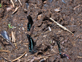 Tropical butterflies suck water from mud on Lake Tana in Ethiopia