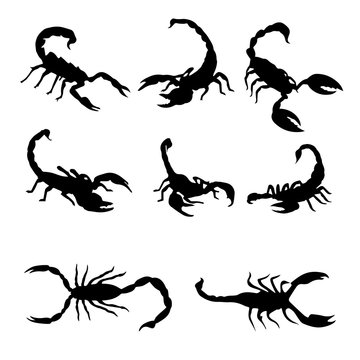Isolated scorpions on the white background.  Scorpions silhouettes. Vector EPS 10.