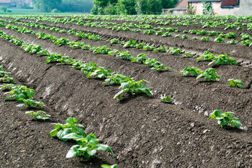 Farming,cultivation, agriculture and care of vegetables concept: seedlings of young potatoes on the...