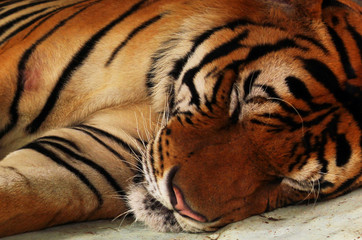 Close up of tiger paws lying down