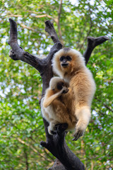 mother and baby gibbon
