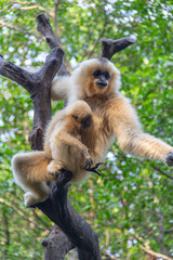 Gibbon mother and baby hanging from a branch