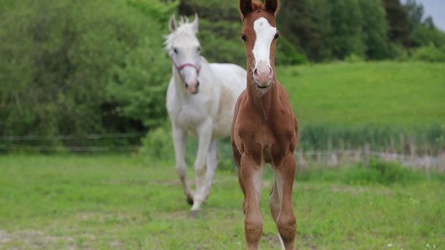 Young foal with his mother on the pasture in springtime