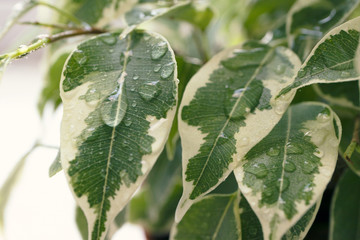 Water drop on greenery. Macro rain nature background