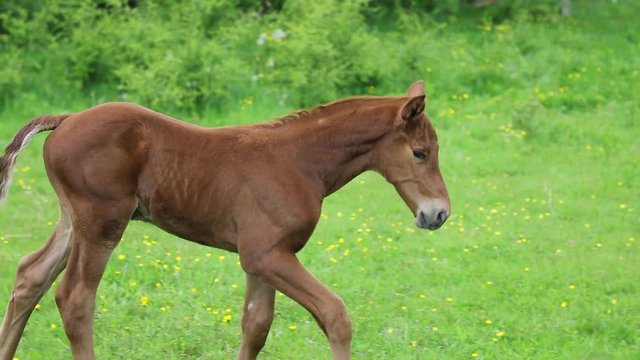 Young foal with his mother on the pasture in springtime