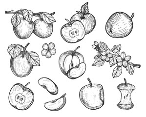 Highly detailed hand drawn apples set
