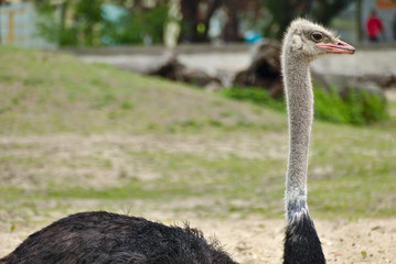 Ostrich bird daylight outsite