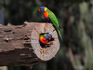 Rainbow Lorikeets ... Queensland Au
