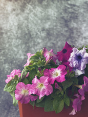 Pink and purple petunia flowers with water drops on the petals and leaves are in a pot on a gray stone background