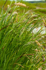 Sedge thickets on the river Bank