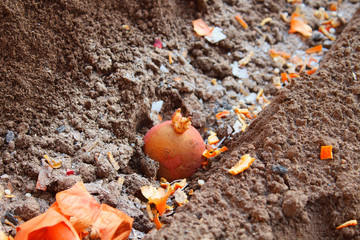 Planting potatoes in the garden. Fertilizer in the form of peel from onions and mandarins. Close-up. Background.