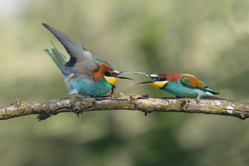 Combat between European bee eaters in breeding season (Merops apiaster)