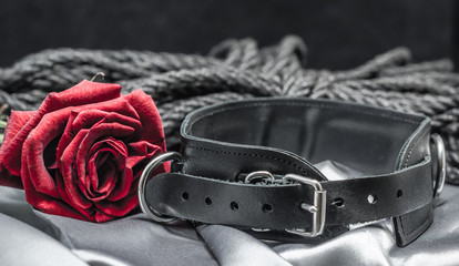 bdsm still life, black human collar, scarlet rose, hank of black rope for bondage shibari on a gray...