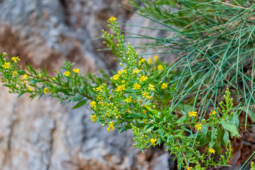 Wild flowers on the rock