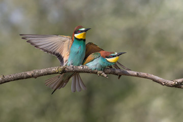 Engaged couple of European bee eater (Merops apiaster)
