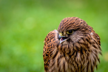 Young common buzzard on a green background