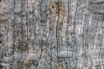 Grayish Cracked Old Oak Tree Texture