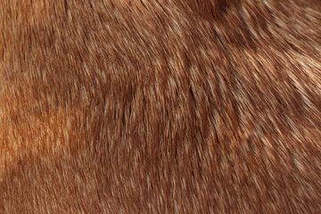 short hair texture - caramel dog