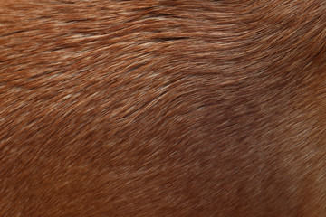 short hair texture - caramel dog
