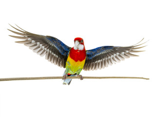  Rosella parrot with spread wings
