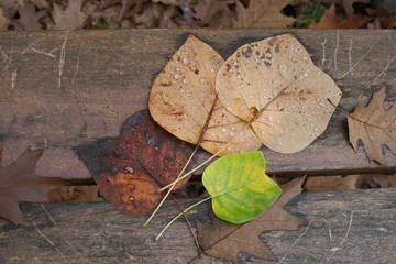 AUTUMN BACKGROUNDS. FALL LEAVES ON A WOODEN BENCH AT PARK.