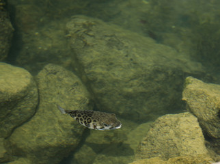 Fisch Kofferfisch im Wasser Meer