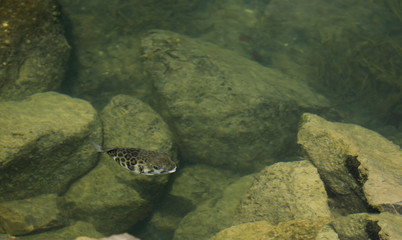 Fisch Kofferfisch im Wasser Meer