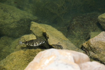 Fisch Kofferfisch im Wasser Meer