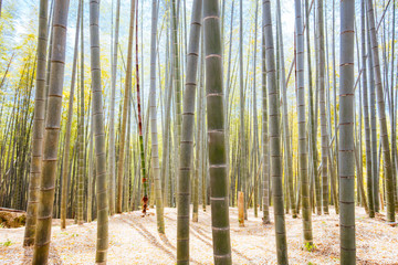 Secret Bamboo Forest of Fushimi Inari Shrine