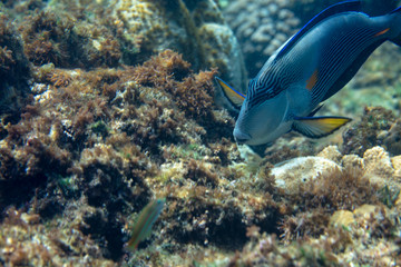 sea fish near coral, underwater