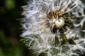 Close up of a dandelion ready to spread it's seeds