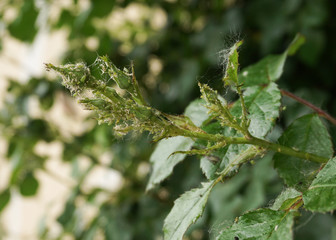 Blattläuse auf Rosen, Schädlinge auf Knospen