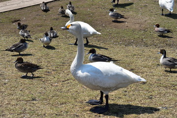 コハクチョウとカモ