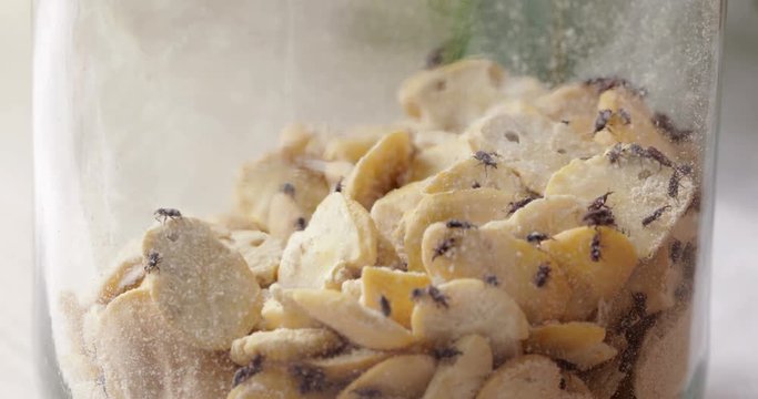  Grain weevil bugs in jar with dry beans, common domestic pest on stored grain food, close-up