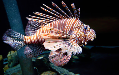 Passing Lion Fish