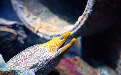 Yellow headed moray Eel