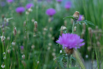 Beautiful yellow wild flowers on a background of green grass. Selective focus. Early morning. Dawn. Fog.