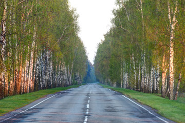 Countryside road between green trees.