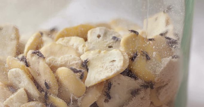  Grain weevil bugs in jar with dry beans, common domestic pest on stored grain food, close-up